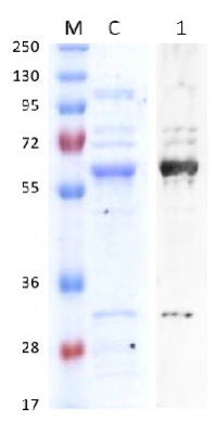 EPSP synthase | 3-phosphoshikimate 1-carboxyvinyltransferase (chloroplastic, Arabidopsis thaliana) in the group Antibodies Plant/Algal / Photosynthesis / Chaperones/Transporters at Agrisera AB (Antibodies for research) (AS14 2782)